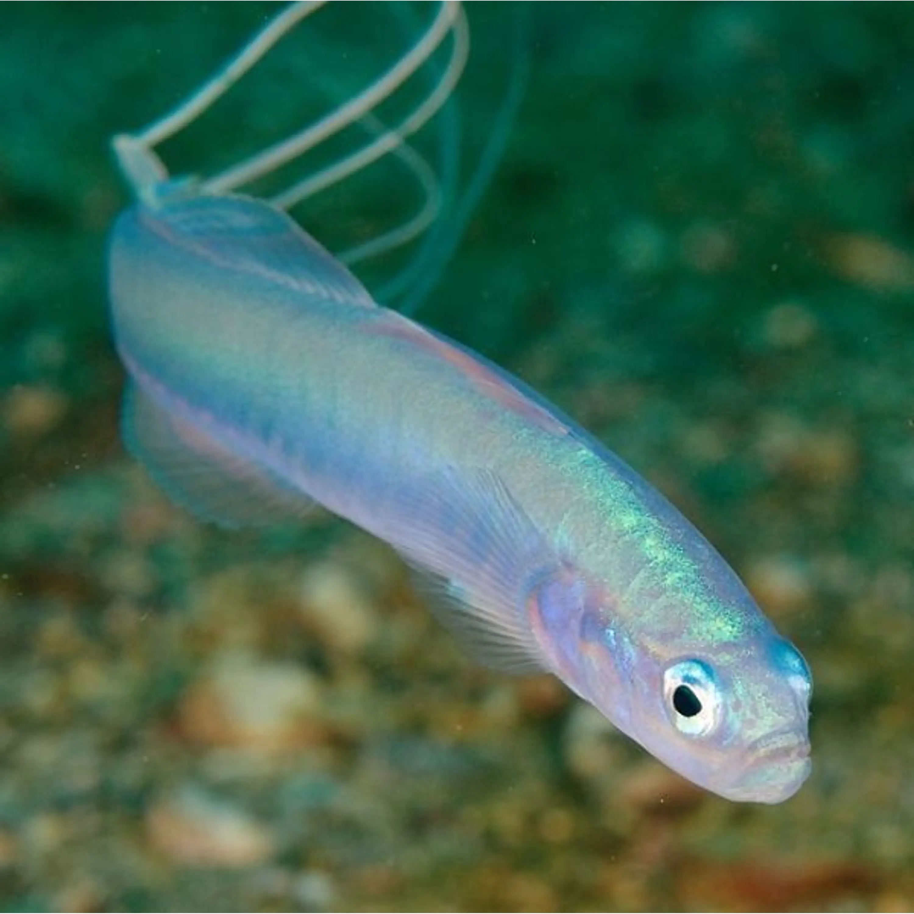 Ptereleotris hanae