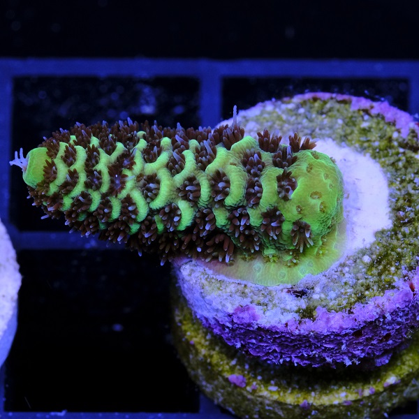 Acropora Spathulata Green