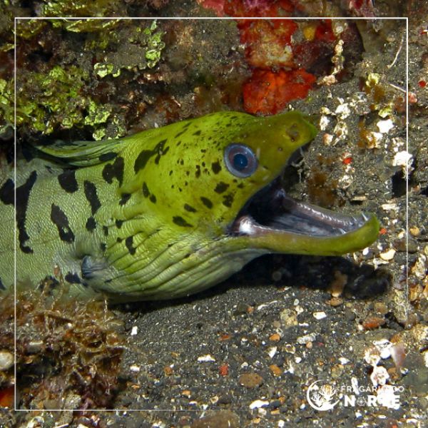 Gymnothorax fimbriatus