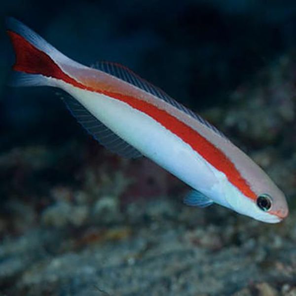 Hoplolatilus marcosi