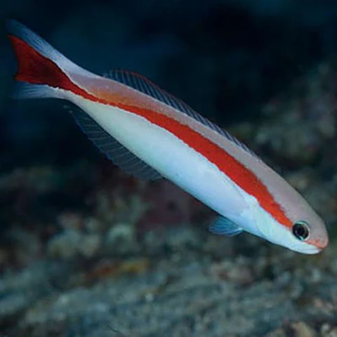 Hoplolatilus marcosi