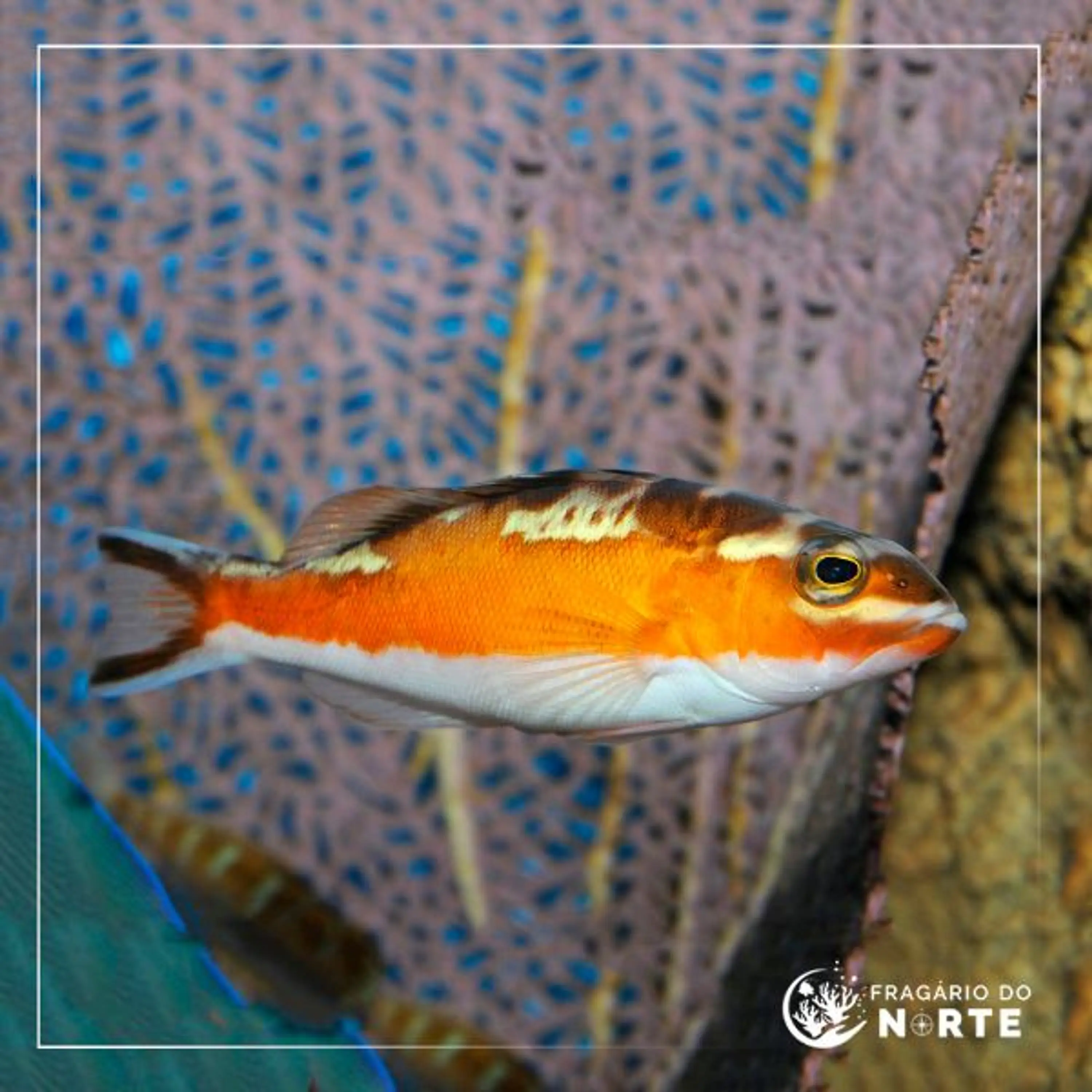 Serranus tabacarius