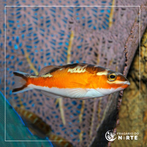 Serranus tabacarius