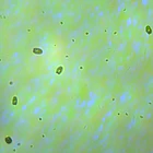 Fitoplâncton (p/ Microfauna) 2