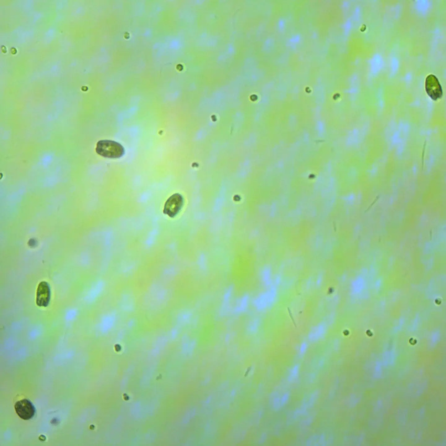 Fitoplâncton (p/ Microfauna) 2