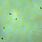 Fitoplâncton (p/ Microfauna) - Thumbnail 2