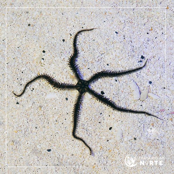 Ophiocoma echinata