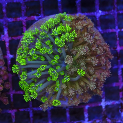 Goniopora Double