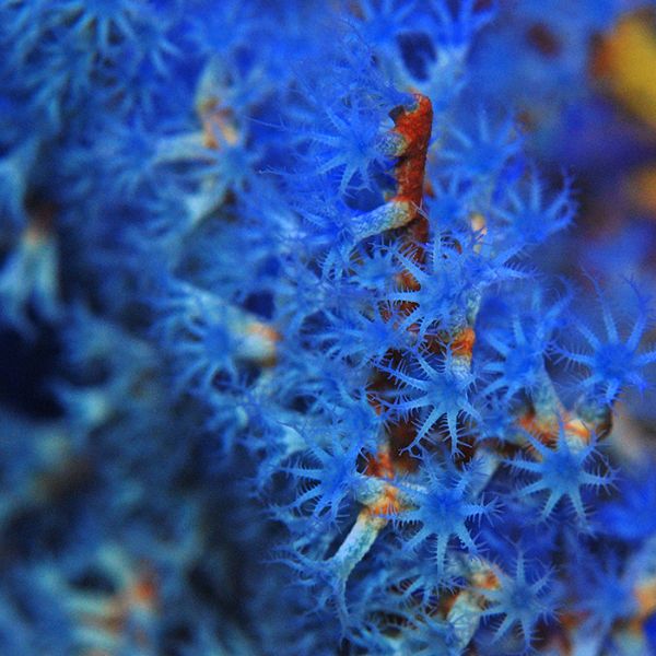 Acalycigorgia Blue