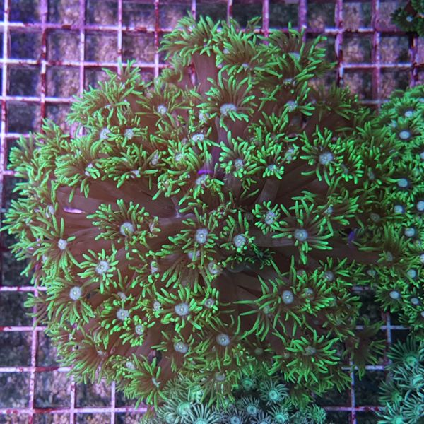 Goniopora Stokesi 1