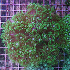 Goniopora Stokesi 1
