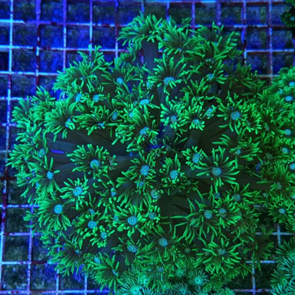 Goniopora Stokesi 2