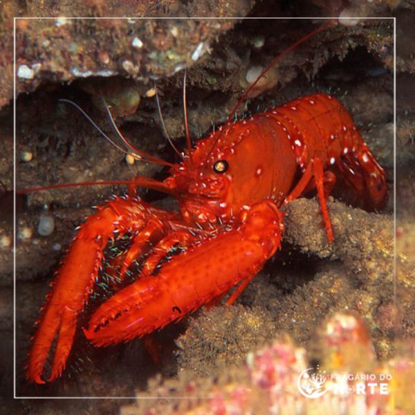 Enoplometopus occidentalis 1