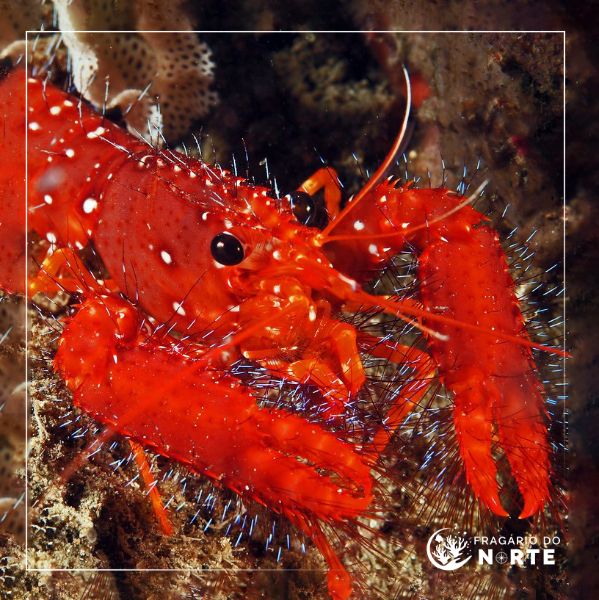 Enoplometopus occidentalis 2