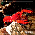 Enoplometopus occidentalis 3