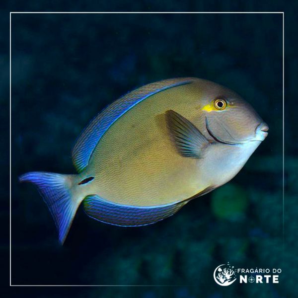Acanthurus blochii 1