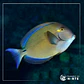 Acanthurus blochii - Thumbnail 1