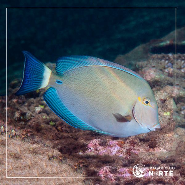 Acanthurus blochii 2