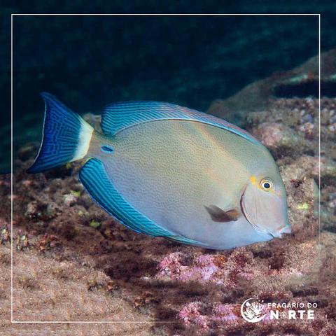 Acanthurus blochii
