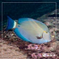 Acanthurus blochii - Thumbnail 2