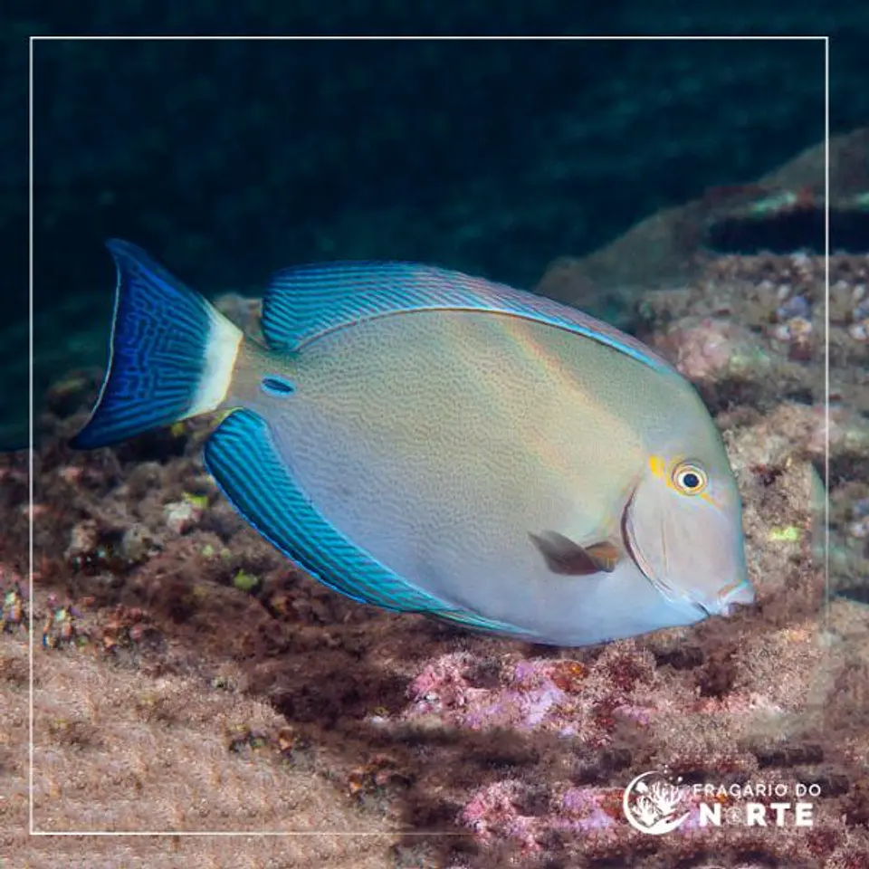 Acanthurus blochii 2