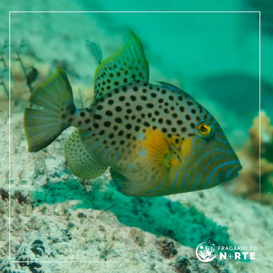 Balistes punctatus 1