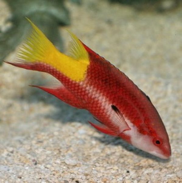 Bodianus pulchellus