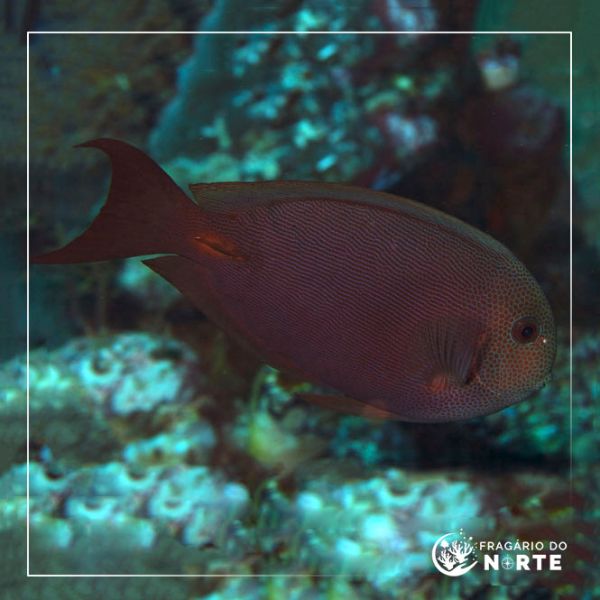 Acanthurus nubilus