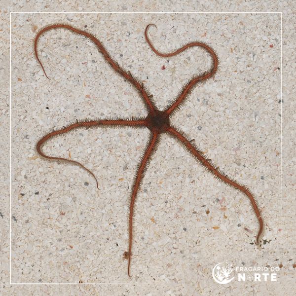 Ophiomastix annulosa