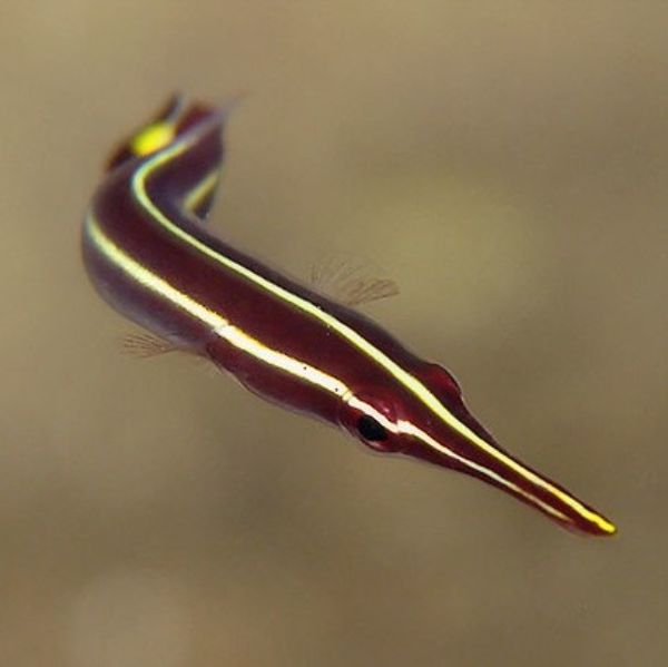 Diademichthys lineatus
