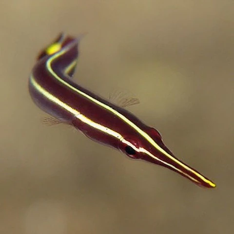 Diademichthys lineatus