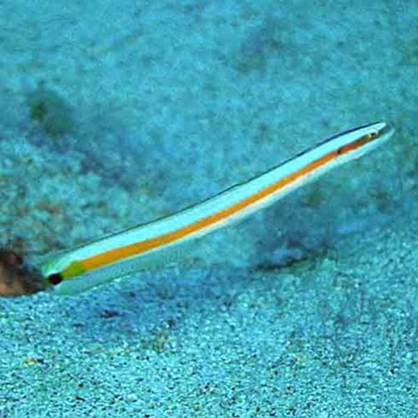 Gunnellichthys curiosus