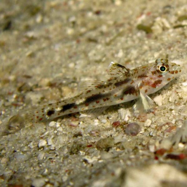 Fusigobius pallidus