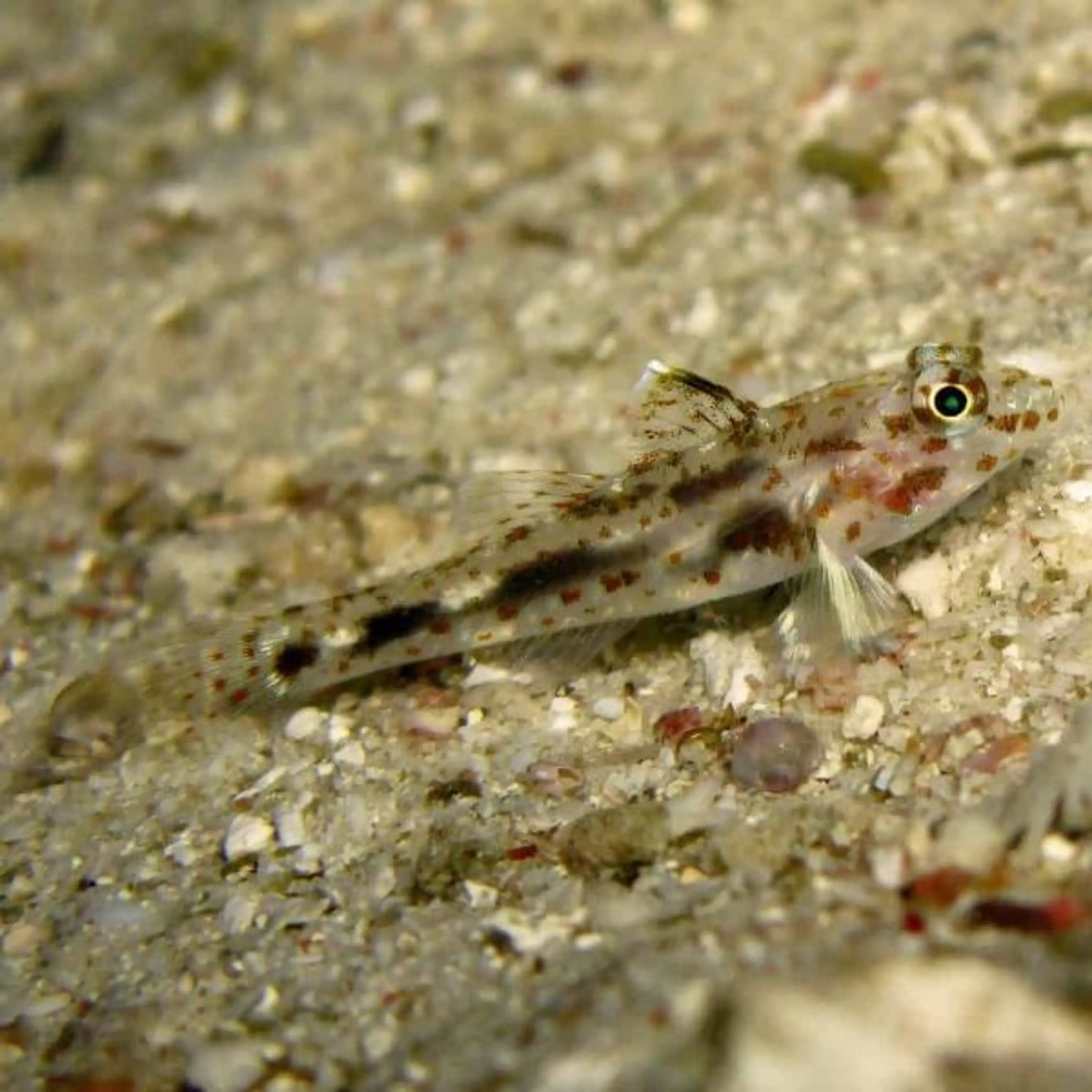 Fusigobius pallidus