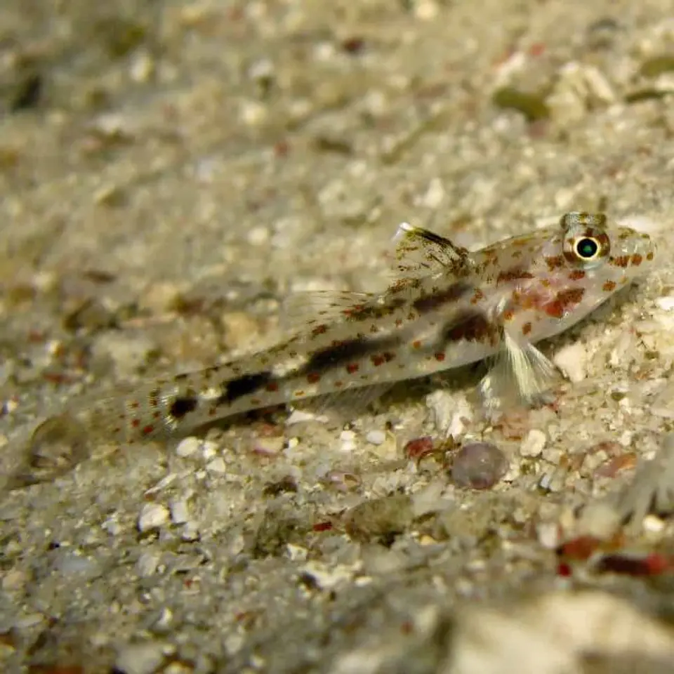 Fusigobius pallidus 1