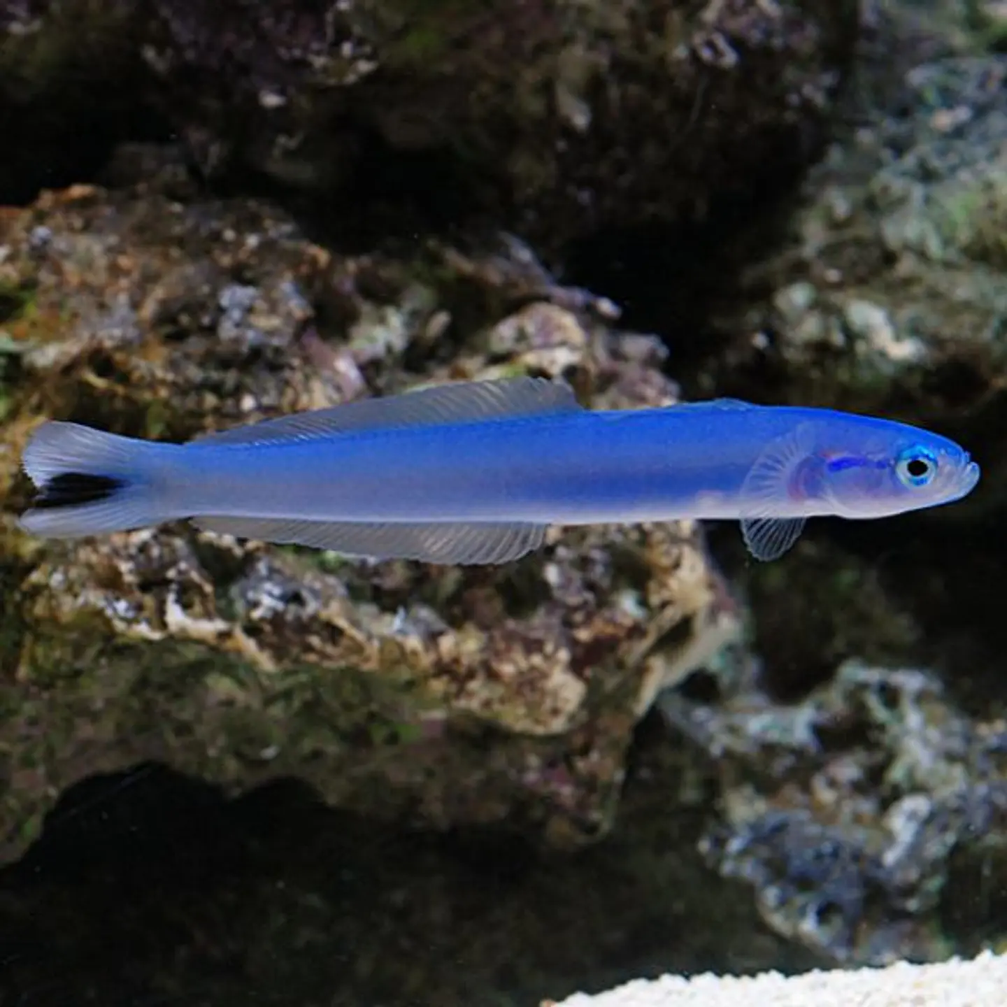 Ptereleotris heteroptera 1