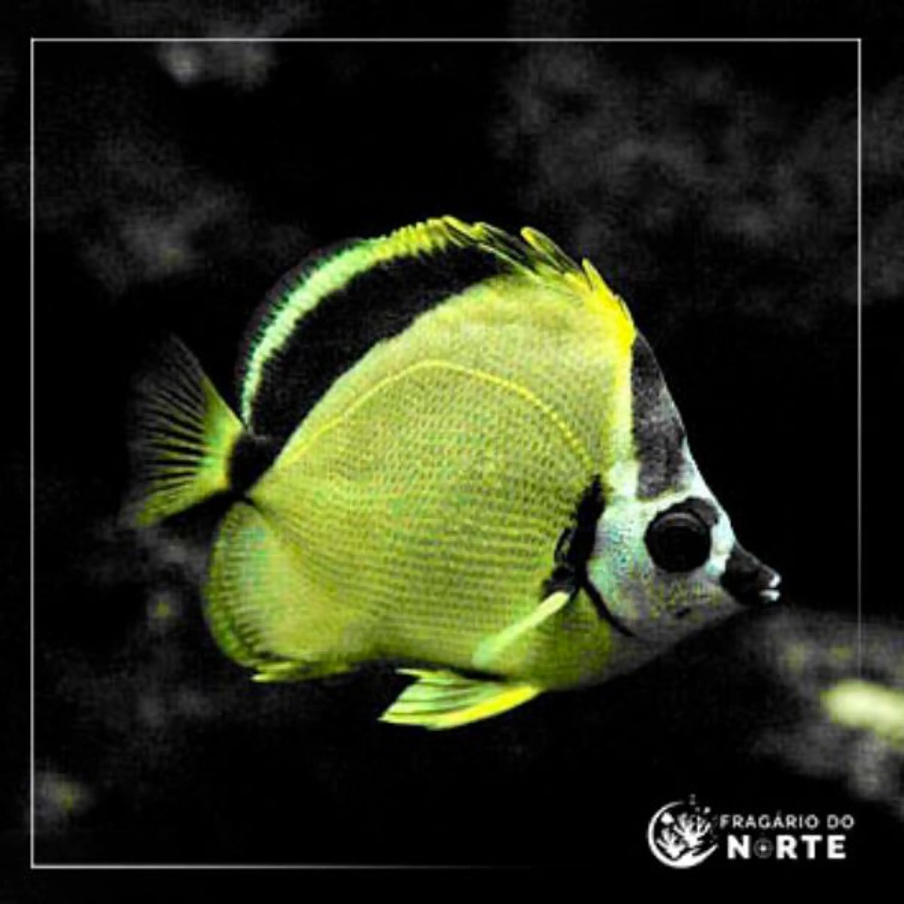 Johnrandallia nigrirostris