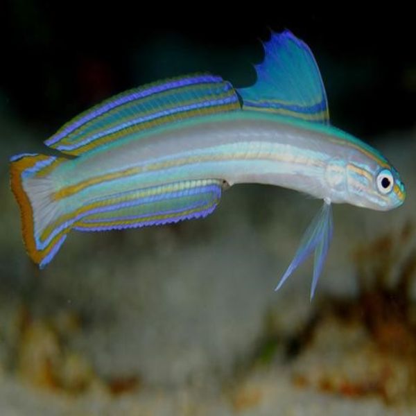 Ptereleotris grammica 1