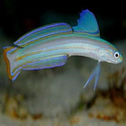 Ptereleotris grammica 1