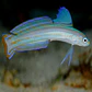 Ptereleotris grammica - Thumbnail 1