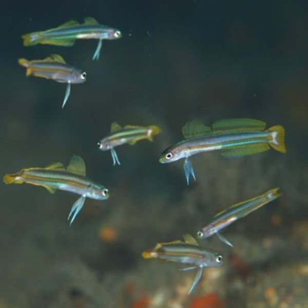 Ptereleotris grammica 2