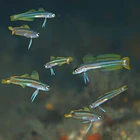 Ptereleotris grammica 2