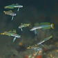 Ptereleotris grammica - Thumbnail 2