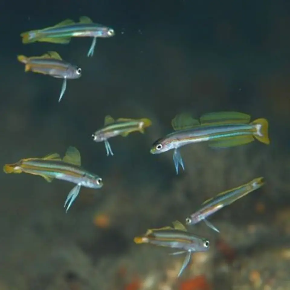Ptereleotris grammica 2