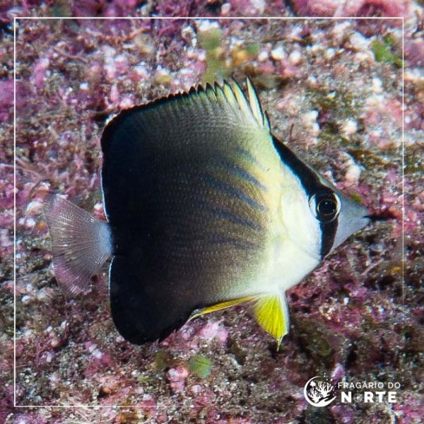 Chaetodon blackburnii