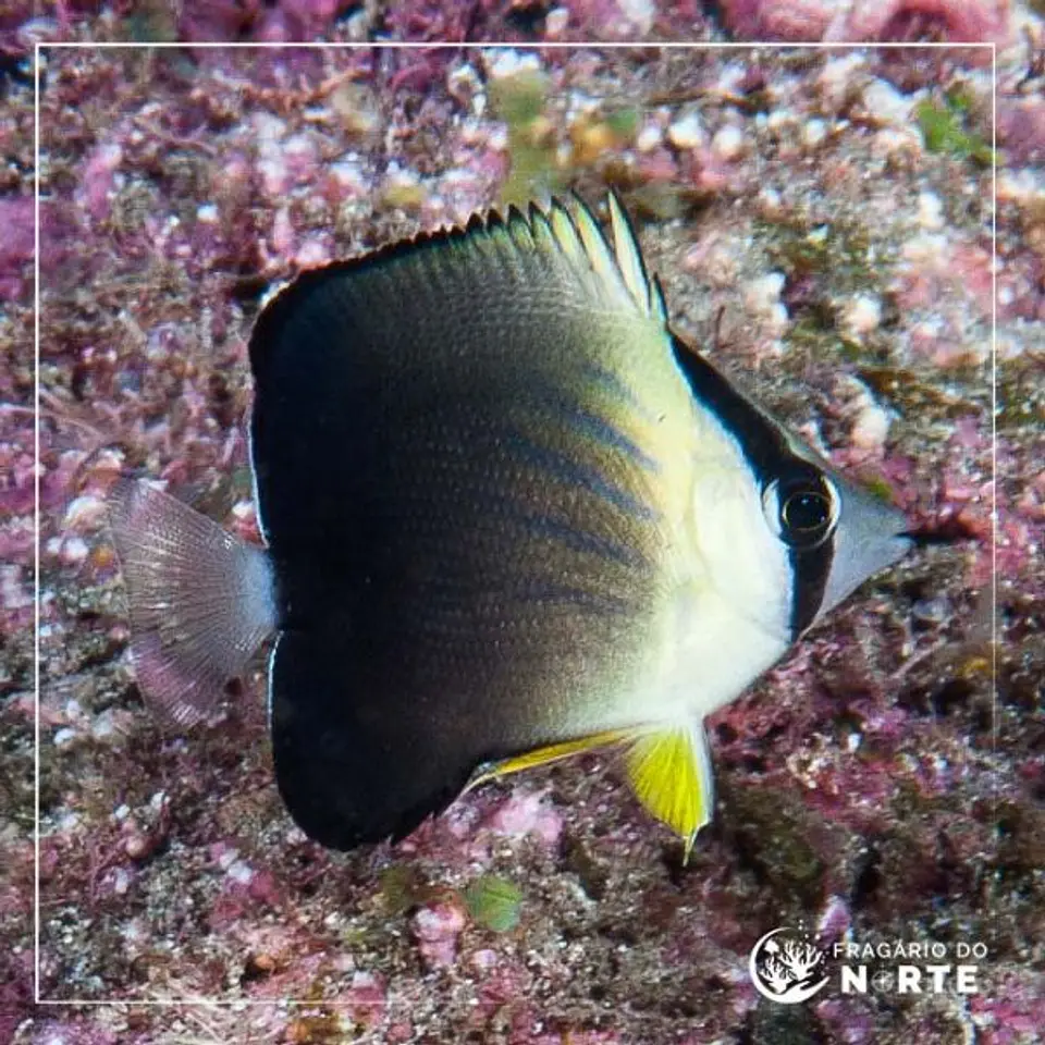 Chaetodon blackburnii 1