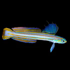 Ptereleotris grammica 3
