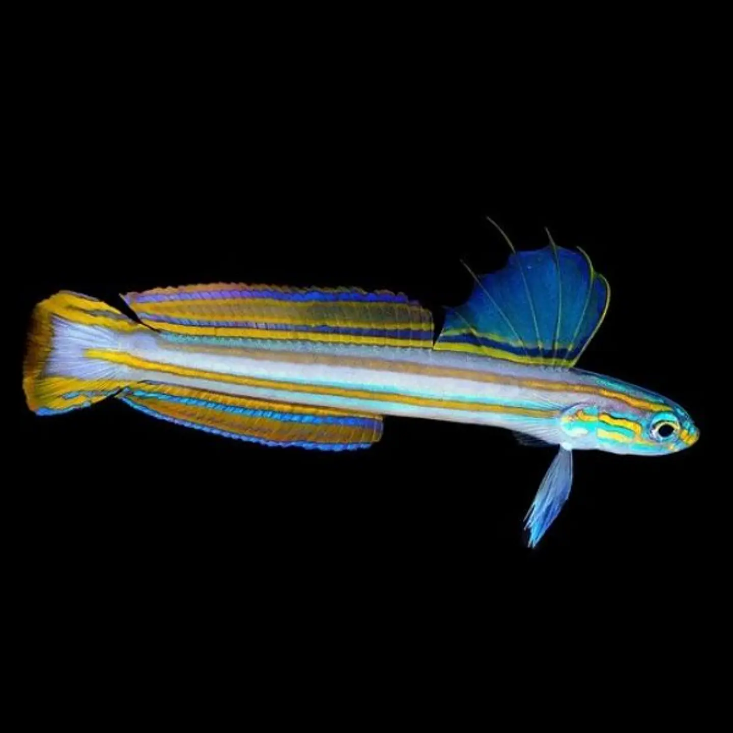 Ptereleotris grammica 3