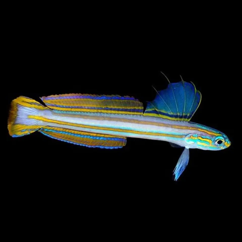 Ptereleotris grammica 3