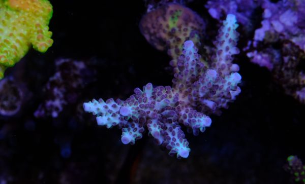 Acropora Aqua Delight 1